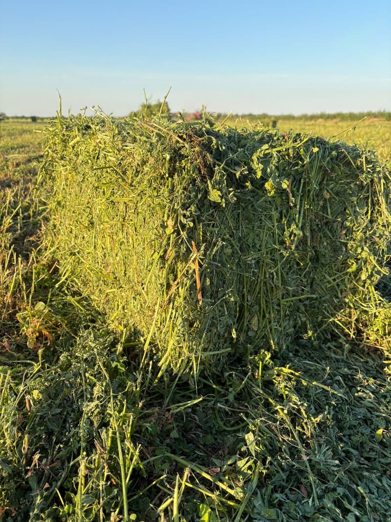 Fardo prismático de alfalfa bien atado, de hoja fina y color verde intenso, en el campo